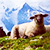 Кадыров спешно удалил фото с овцами из Instagram