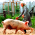 Белорусов штрафуют за содержание свиней
