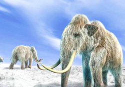 Генетики анонсировали воскрешение мамонтов