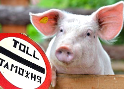 Беларусь закрыла ввоз свинины из Литвы