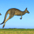 У Аўстраліі самка кенгуру збіла беспілотнік (Відэа)