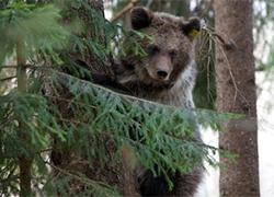 В Нацпарке «Браславские озера» уверяют, что их медведь не пьет