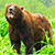 Медведей из России передумали селить в Беловежскую пущу