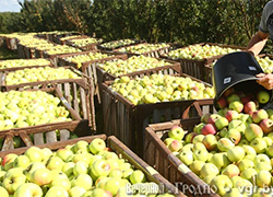 Колхоз платил сборщикам яблок 1 евро в день