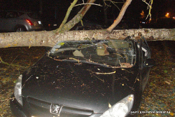 Минчанин год просил спилить дерево, которое рухнуло на его автомобиль