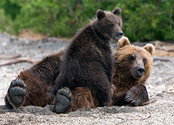 Медведица привела медвежонка на стадион Петропавловска-Камчатского