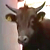 Сбежавший бык устроил переполох в Румынии (Видео)