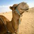 Рекорд Гиннесса: в Китае состоялся заезд на 1118 верблюдах (Видео)