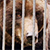В минском зоопарке живет медведь-вегетарианец (Видео)