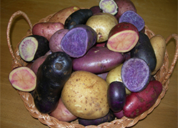 Белорусские ученые представили цветную картошку