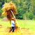 Workers receive hay instead of money in Krychau district