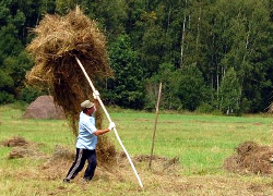 Workers receive hay instead of money in Krychau district