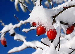 Зимний характер погоды сохранится в Беларуси на выходных