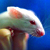 Ученым удалось отправить мышь в прошлое