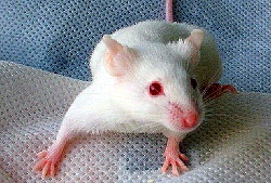 Биологи выяснили, что мыши могут петь