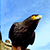 Птушка-шпіёнка зняла на камеру калонію пінгвінаў (Відэа)
