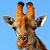 Жираф шокировал посетителей бара в ЮАР (Видео)