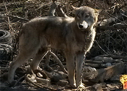 Волк из Сухарево останется у прежнего хозяина
