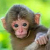Минский зоопарк пополнится обезьянами из России
