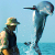 В американском шоу высмеяли боевых дельфинов из Севастополя (Видео)