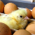 CBS: В супермаркете Бостона из яйца вылупился цыпленок