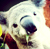 Коалы из зоопарка Сиднея стали звездами «селфи-лихорадки»