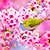 Цвіценне сакуры: лепшыя кадры гэтага года