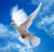 Ястреб Сильвия защитит голубей мира Папы Римского
