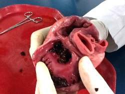 Ученые создадут живое сердце с помощью 3D-принтера