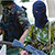 Бои под Славянском: террористы прикрываются «живым щитом»
