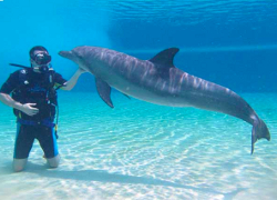 Боевые дельфины из США примут участие в учениях в Черном море