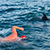 Стая дельфинов спасла британского пловца от акул (Видео)