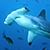 Американские рыбаки приняли роды у четырехметровой акулы (Видео)