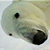 Белый медведь снял свое путешествие во льдах Арктики (Видео)