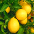 Ученые: Аромат лимона избавляет от депрессии