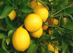 Ученые: Аромат лимона избавляет от депрессии
