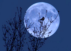 Земляне увидят в 2015 году два лунных затмения