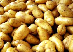 Могилевчанка украла 50 килограммов картофеля с колхозного поля