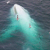 У берегов Австралии заметили единственного в мире белого кита (Видео)