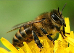 На жителей Мстиславского района напали пчелы