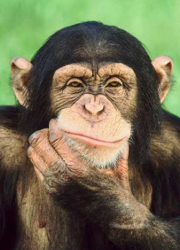 Ученые расшифровали язык жестов шимпанзе