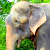 Індыйскі слон расплакаўся пасля вызвалення з няволі (Відэа, фота)