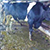 Председатель колхоза уволен из-за фотоскандала с дохлыми коровами
