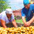 Россельхознадзор вернул в Беларусь 20 тонн картофеля