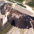 Фото парящего орла победило на конкурсе National Geographic