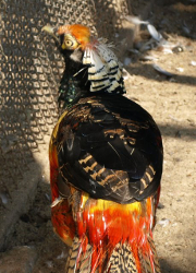 Праз патоп у Гарадзенскім заапарку патанулі 30 фазанаў