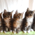 Видео с котятами-синхронистами стало хитом YouTube