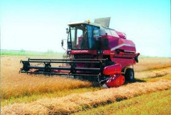 Белорусские ученые вывели новые сорта пшеницы