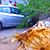 На «Форд» в центре Минска рухнуло гнилое дерево