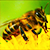 Пчелы отбили у российских полицейских поле с коноплей
